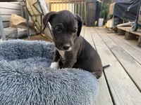 Bear, a male Perro de Presa Canario for sale in Louisburg, NC – 4 of 4