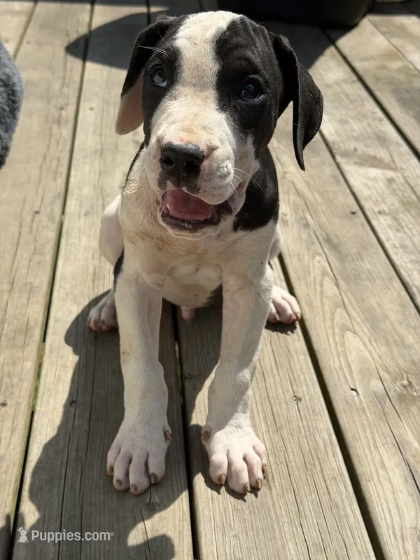 Oreo – Perro de Presa Canario puppy for sale in Louisburg, NC
