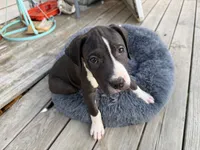 Shadow, a male Perro de Presa Canario for sale in Louisburg, NC – 2 of 2