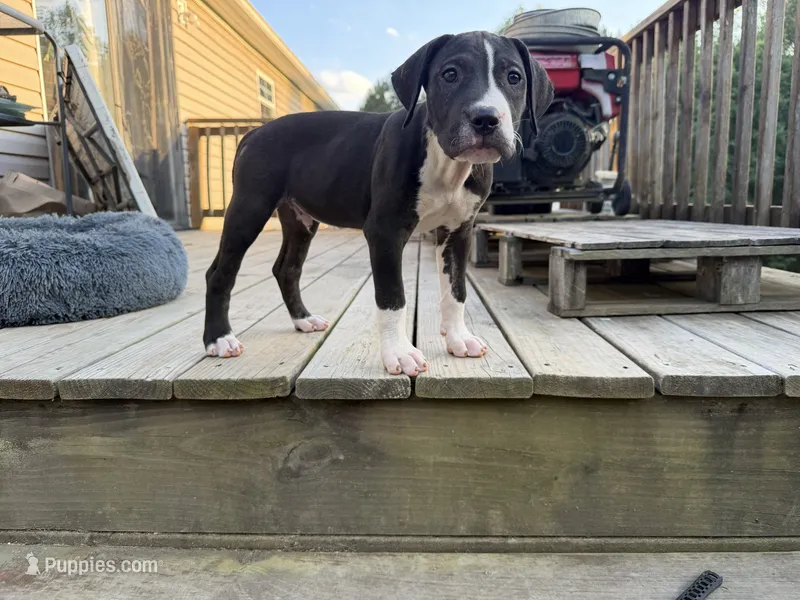 Shadow – Perro de Presa Canario puppy for sale in Louisburg, NC