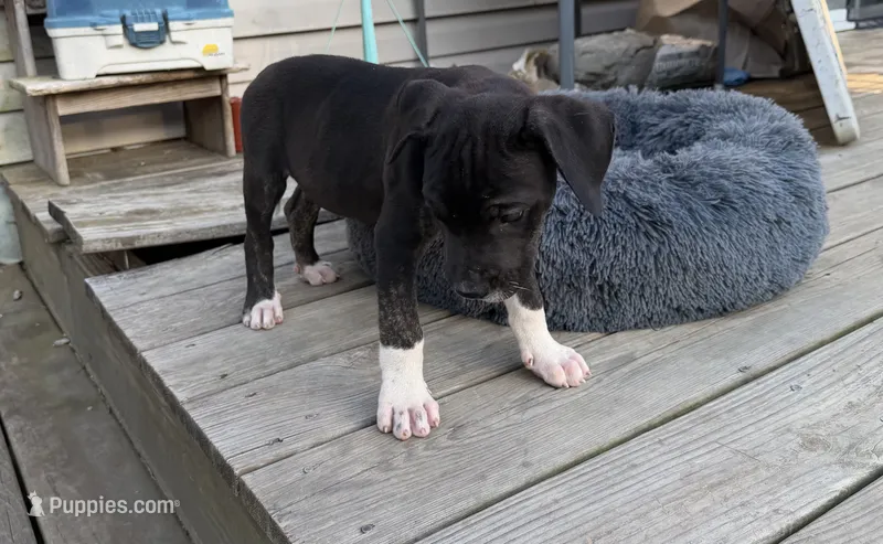 Bear – Perro de Presa Canario puppy for sale in Louisburg, NC
