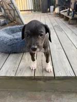Bear, a male Perro de Presa Canario for sale in Louisburg, NC – 3 of 4
