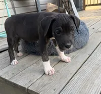 Bear, a male Perro de Presa Canario for sale in Louisburg, NC – 2 of 4