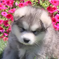 Nanook, a female Alaskan Malamute for sale in Williamstown, NJ – 2 of 3
