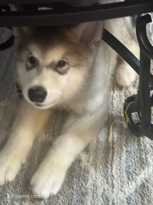 Nanook – Alaskan Malamute puppy for sale in Williamstown, NJ