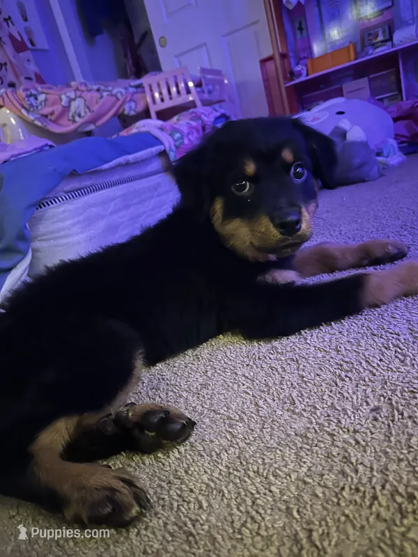 Roxanne – Rottweiler puppy for sale in Williamstown, NJ
