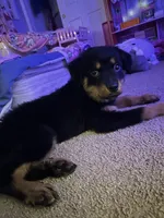 Roxanne, a female Rottweiler for sale in Williamstown, NJ – 1 of 2