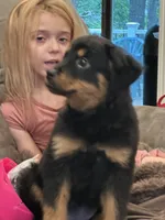 Roxanne, a female Rottweiler for sale in Williamstown, NJ – 2 of 2