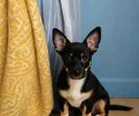 Cocoa , a female Chihuahua for sale in Philadelphia, PA – 2 of 2