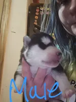 Puppy4, a male Siberian Husky for sale in Sterling, MI – Photo 2 of 2