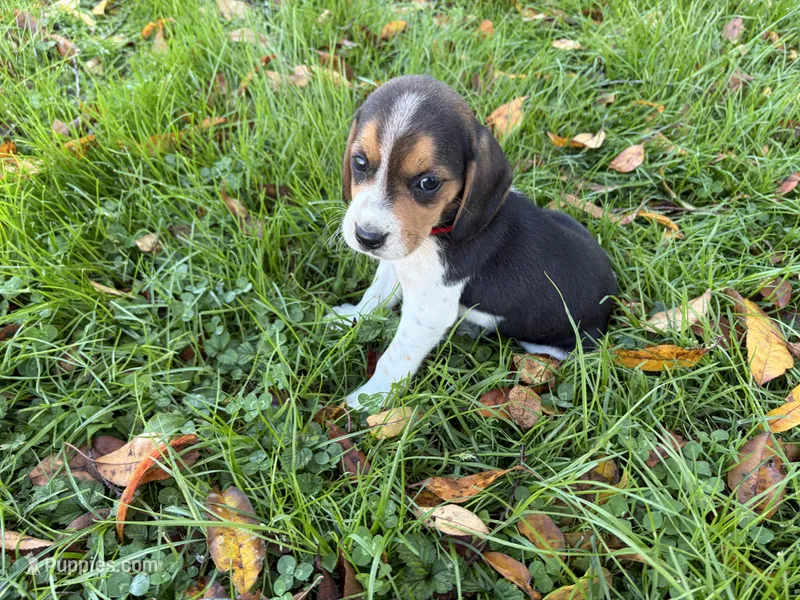 Female #1 – Beagle puppy for sale in Macy, IN