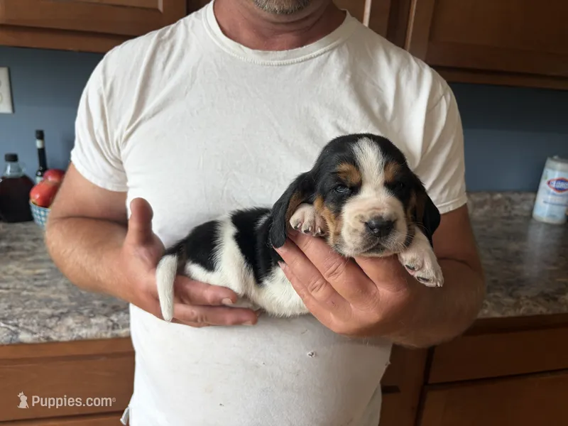 AKC Basset Female #1 – Basset Hound puppy for sale in Macy, IN