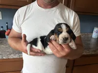 AKC Basset Female #1, a female Basset Hound for sale in Macy, IN – 1 of 1