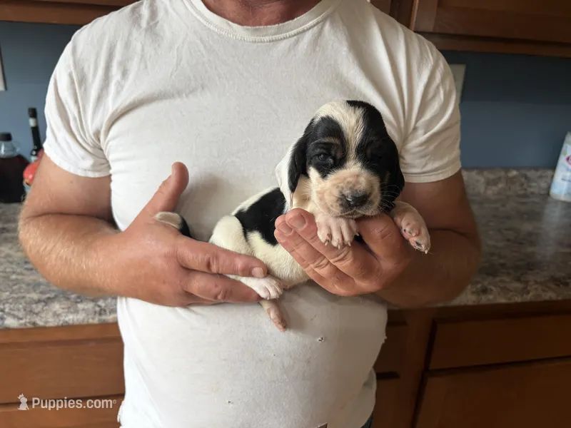AKC Registered Female #2 – Basset Hound puppy for sale in Macy, IN