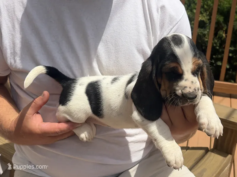 AKC Registered Female #3 – Basset Hound puppy for sale in Macy, IN