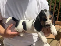 AKC Registered Female #3, a female Basset Hound for sale in Macy, IN – 1 of 1