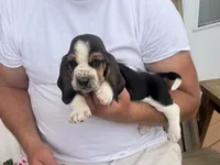 AKC Basset Male 2, a male Basset Hound for sale in Macy, IN – 1 of 1