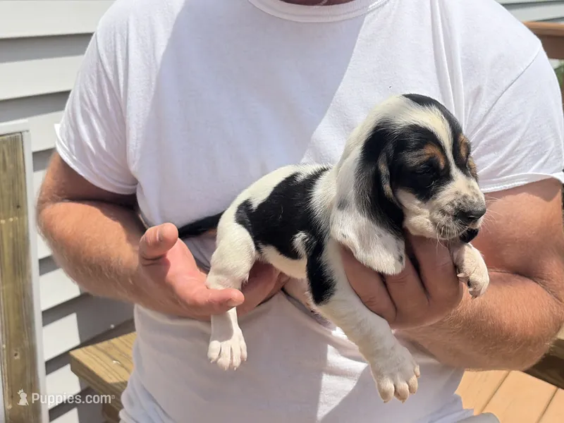 AKC Registered Female #2 – Basset Hound puppy for sale in Macy, IN