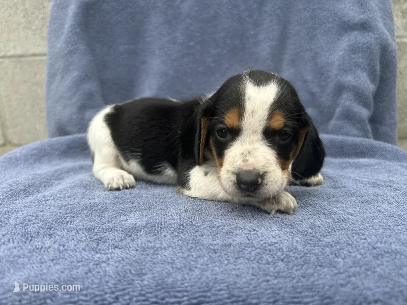 Female #3 – Beagle puppy for sale in Macy, IN