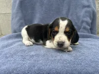 Female #3, a female Beagle for sale in Macy, IN – 1 of 2