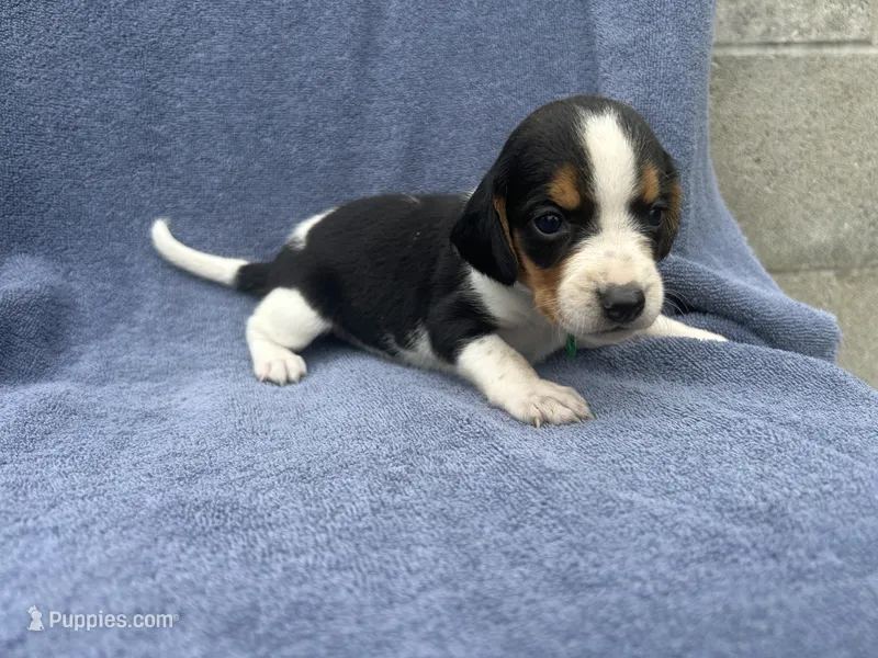 Female #2 – Beagle puppy for sale in Macy, IN