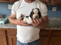 AKC Registered Female 4, a female Basset Hound for sale in Macy, IN – 1 of 1