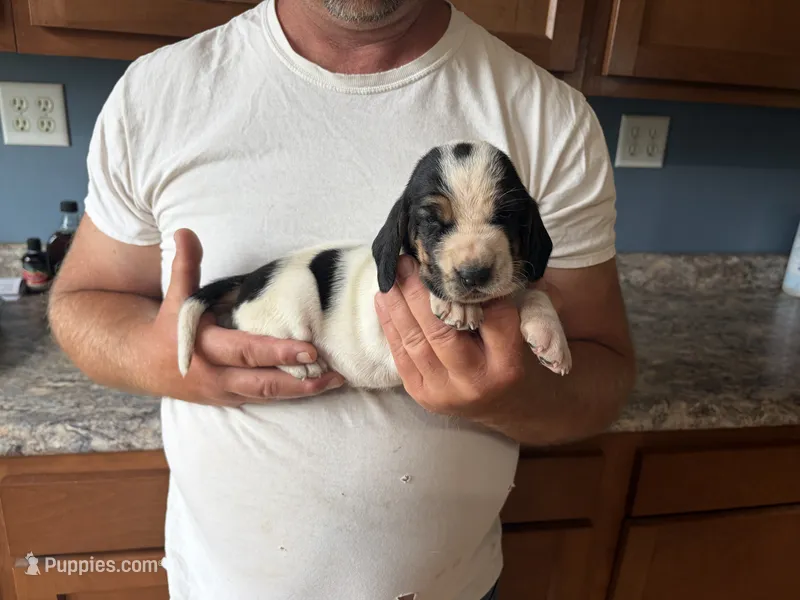 AKC Registered Female #3 – Basset Hound puppy for sale in Macy, IN