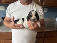 AKC Registered Female #3, a female Basset Hound for sale in Macy, IN – 1 of 1