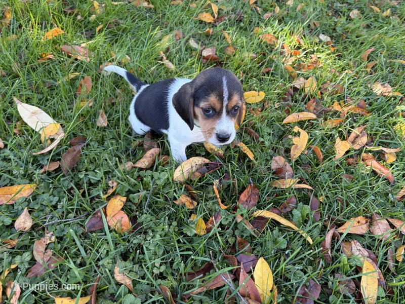 Female #2 – Beagle puppy for sale in Macy, IN