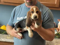 AKC Registered Female #3, a female Basset Hound for sale in Macy, IN – 1 of 1