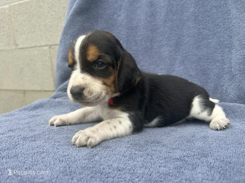 Male #1 – Beagle puppy for sale in Macy, IN