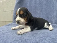 Sold Male #1, a male Beagle for sale in Macy, IN – 1 of 2