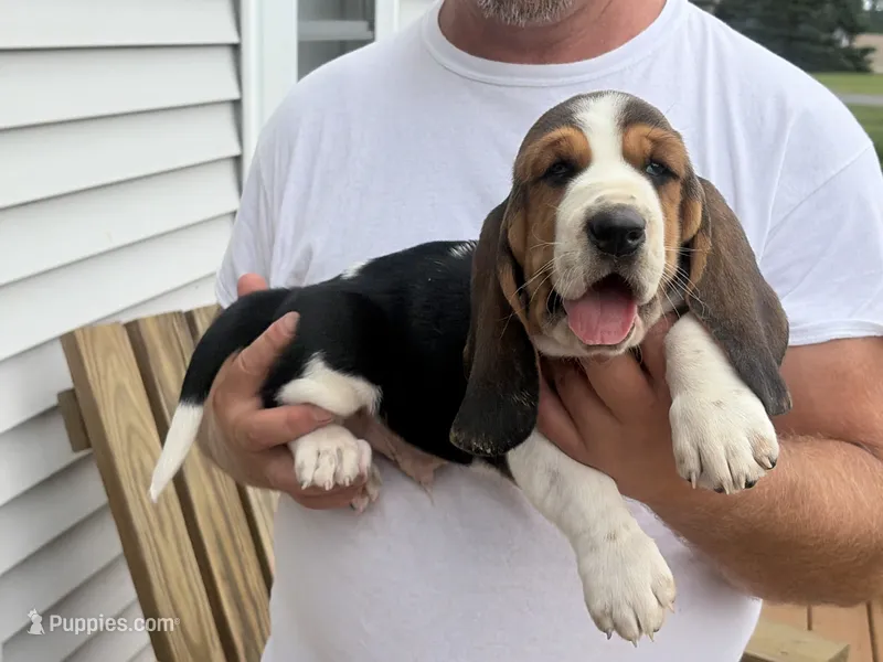 AKC Registered Male #2 – Basset Hound puppy for sale in Macy, IN