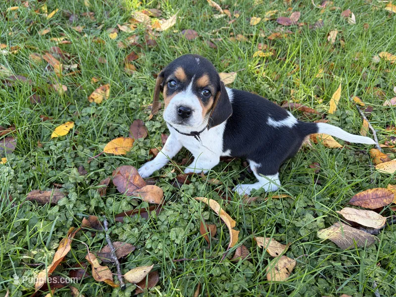 Female #3 – Beagle puppy for sale in Macy, IN