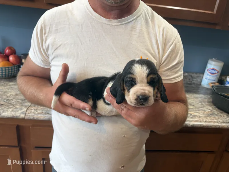 AKC Registered Male #2, a male Basset Hound for sale in Macy, IN – 1 of 1