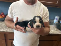 AKC Registered Male #2, a male Basset Hound for sale in Macy, IN – 1 of 1