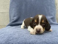 Male #2, a male Beagle for sale in Macy, IN – 2 of 2