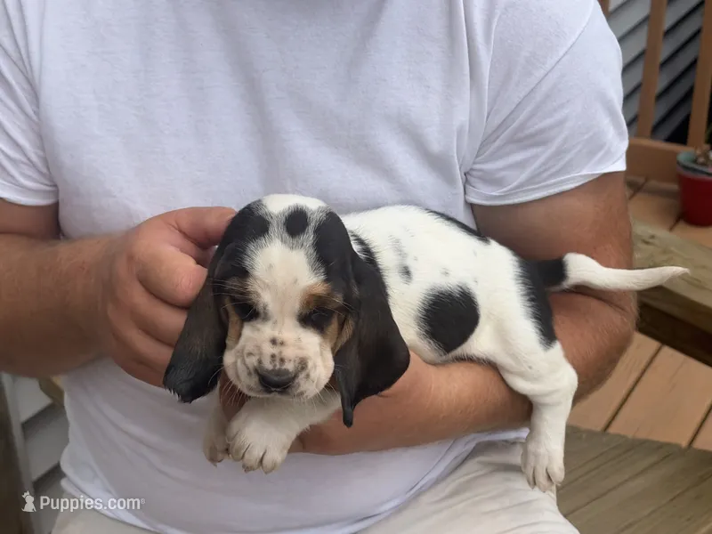 AKC Registered Female 4 – Basset Hound puppy for sale in Macy, IN