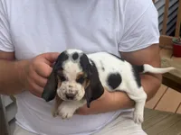 AKC Registered Female 4, a female Basset Hound for sale in Macy, IN – 1 of 1