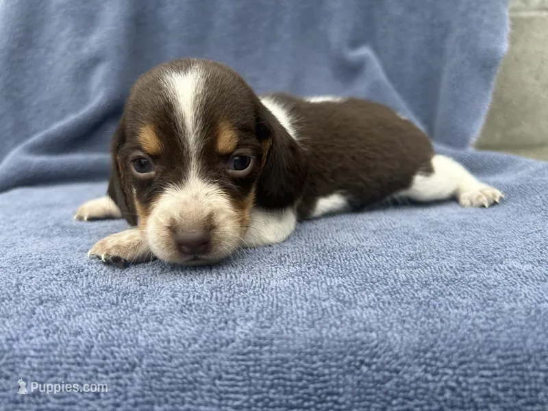 Male #2 – Beagle puppy for sale in Macy, IN