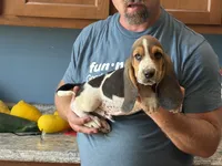 AKC Male#2 Basset Hound, a male Basset Hound for sale in Macy, IN – 1 of 1