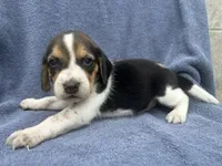 Female #1, a female Beagle for sale in Macy, IN – 1 of 2