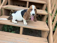 AKC Registered Female #2 picture from past, a female Basset Hound for sale in Macy, IN – 2 of 2