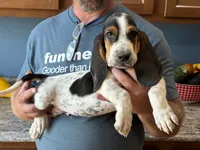 AKC Registered Male #1, a male Basset Hound for sale in Macy, IN – 1 of 1