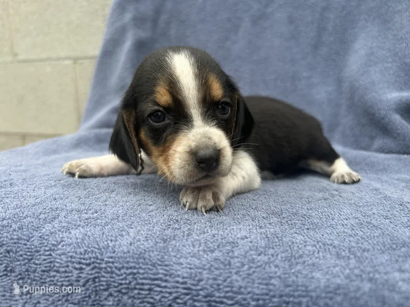 Female #4 – Beagle puppy for sale in Macy, IN