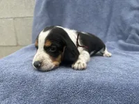 Female #3, a female Beagle for sale in Macy, IN – 2 of 2
