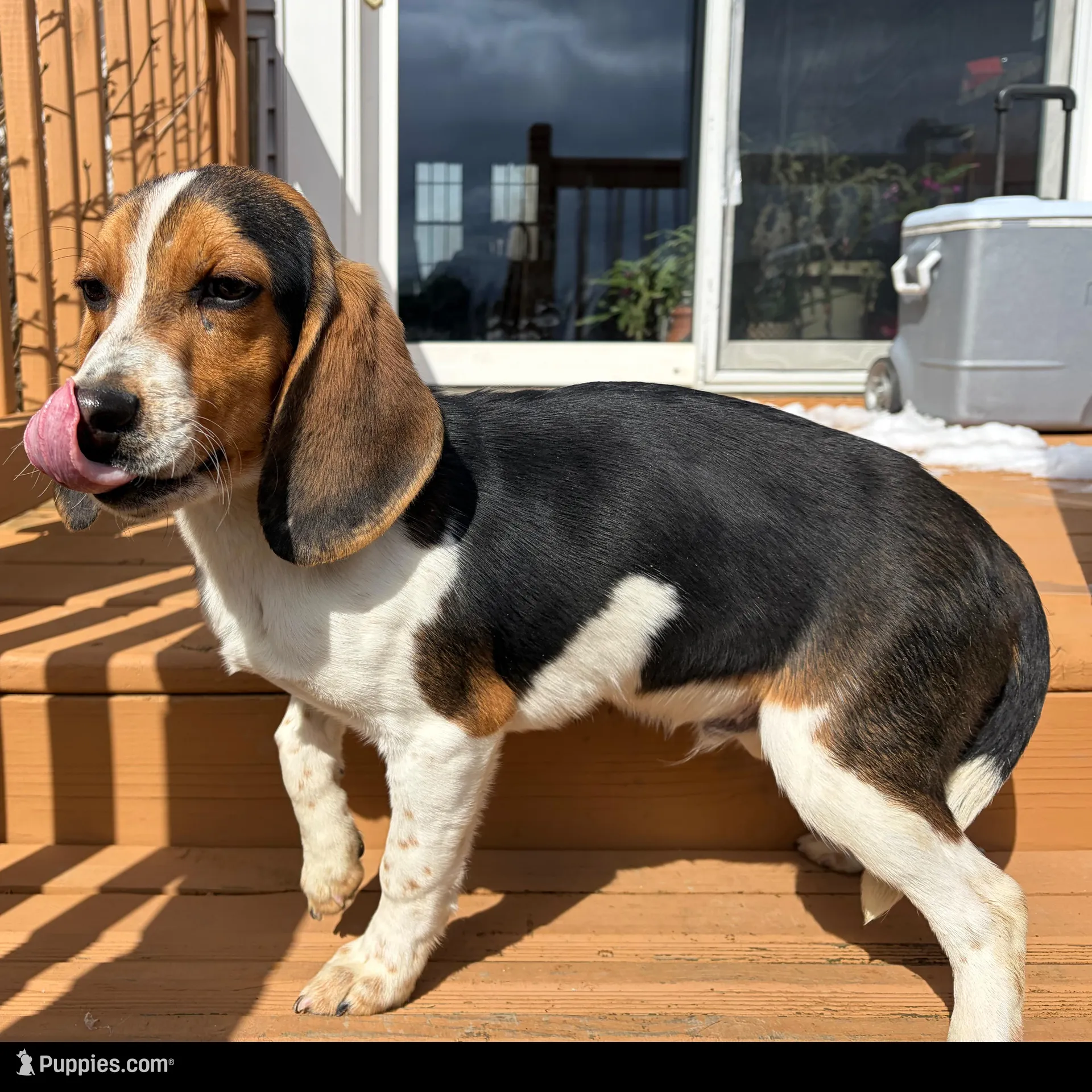 Male#1, a male Beagle for sale in Macy, IN – Photo 2 of 2