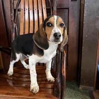 Male#1, a male Beagle for sale in Macy, IN – Photo 1 of 2