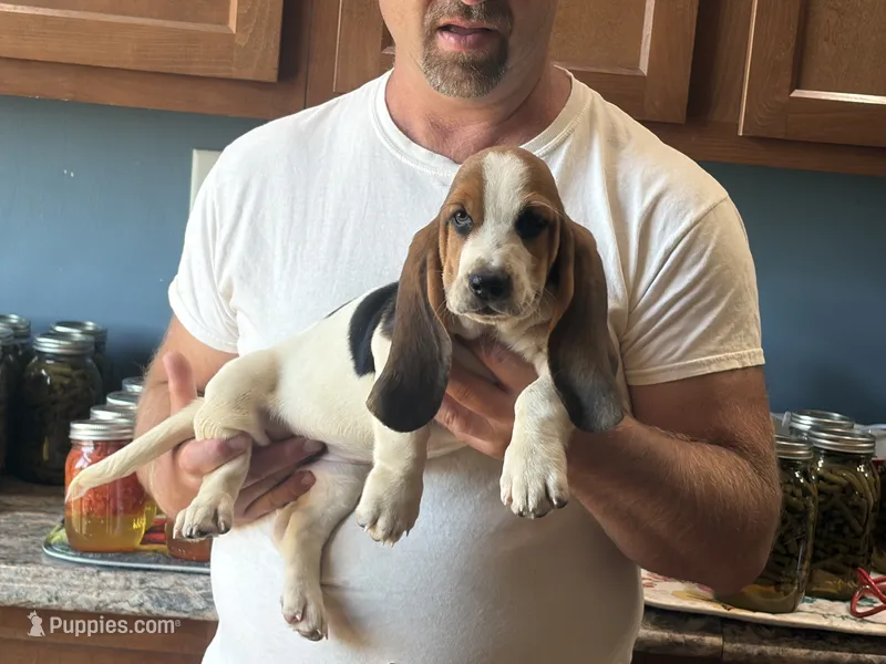 AKC Female #6 Basset Hound – Basset Hound puppy for sale in Macy, IN