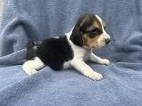Female #1, a female Beagle for sale in Macy, IN – 2 of 2